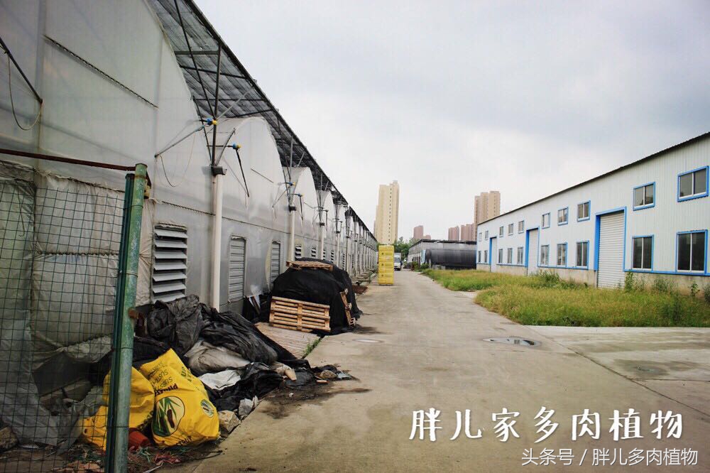 多肉怎么挑选才是正宗的,在网上该如何挑选多肉