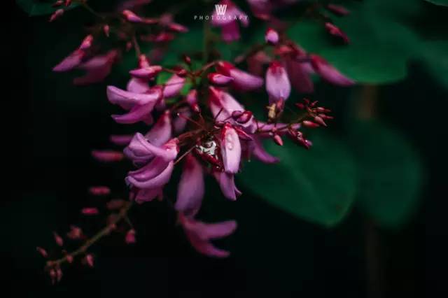 大漠户外旅行虎跳峡徒步详解,虎跳峡徒步168级勇者云梯