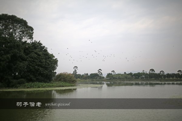 居于涟岸隐于湖，到肇庆体验离尘不离城的精致慢生活