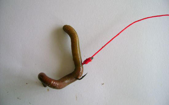 用黑蚯蚓钓黄辣丁,用黑蚯蚓钓什么鱼