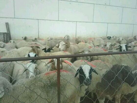 什么药预防羊感冒,感冒羊的最佳治疗方法