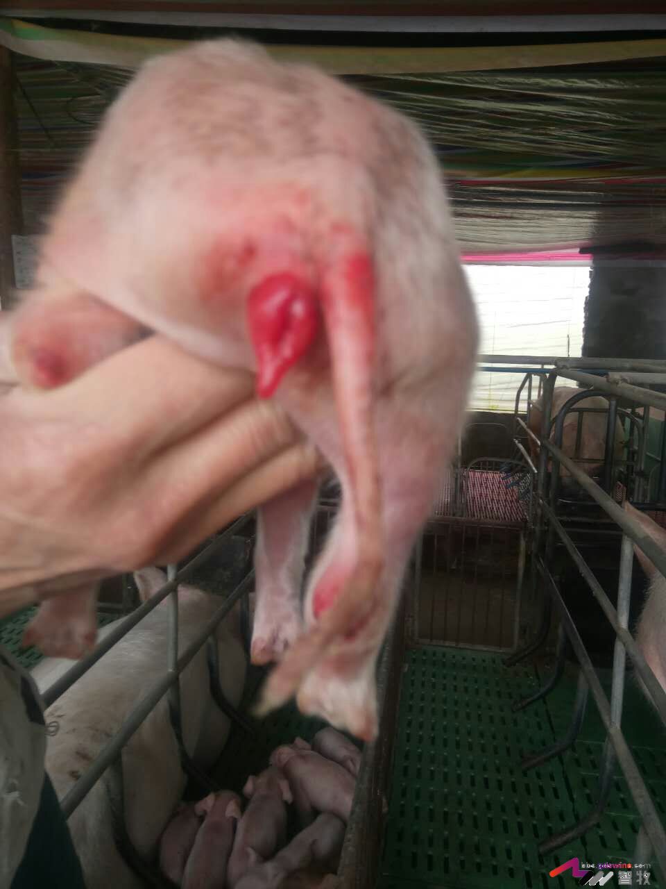 全价饲料四大禁忌,全价料的质量能达标吗