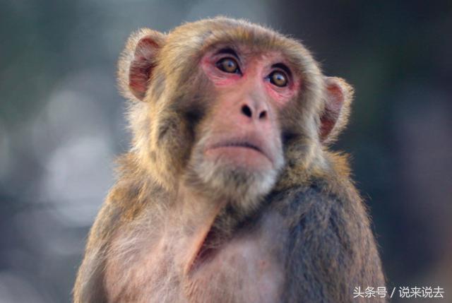 民间传说猴怪故事,民间传说猴子的故事有哪些