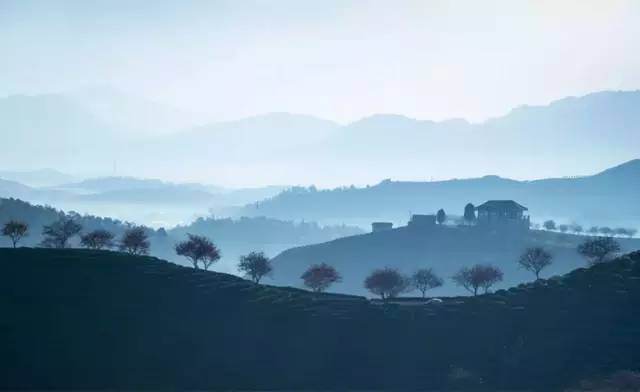 漳平茶山樱花,漳平樱花园景点