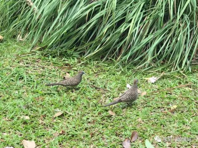 塞舌尔游记,塞舌尔埃及