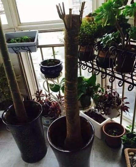 枯萎的花不能要了就该扔到垃圾桶,这五种花千万不要买