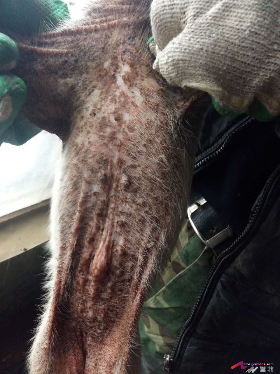 仔猪遇着这种“皮肤病”该如何处理？-健康管理论坛-聊天全记录