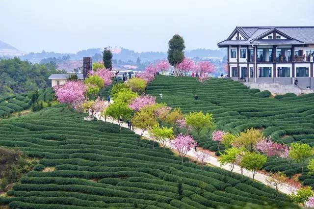 漳平茶山樱花,漳平樱花园景点