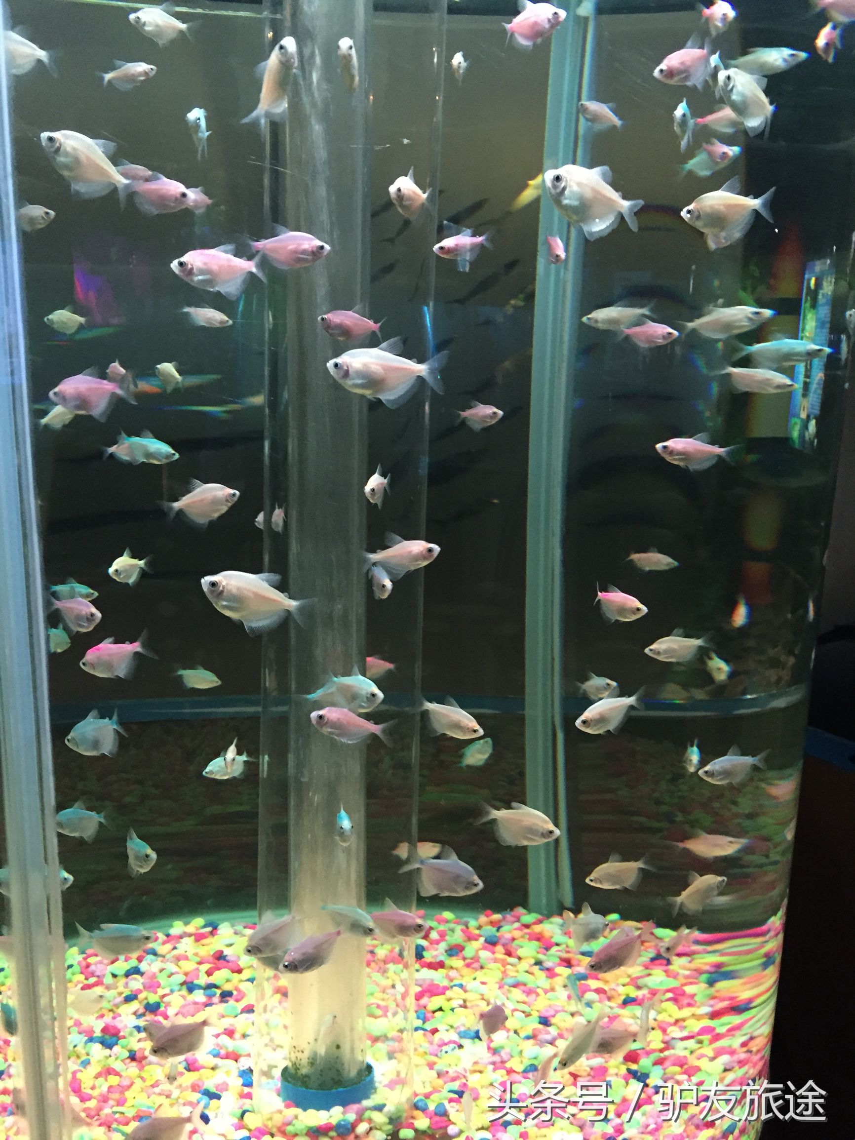 广州长隆亲子游旅行攻略,广州长隆4园2天1夜亲子游攻略