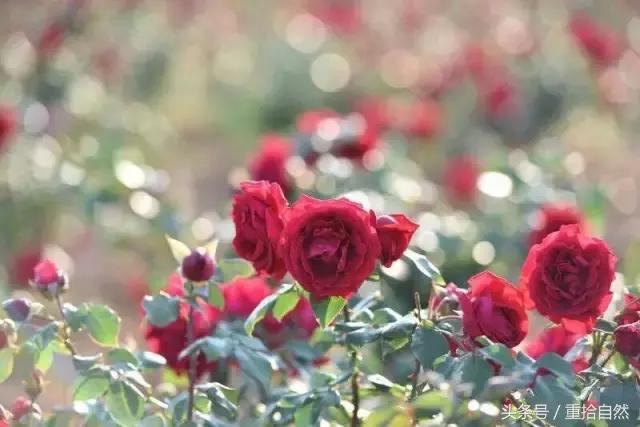 第三朵玫瑰｜鲜花饼里的“墨红”