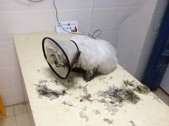 忠诚小狗看门,最忠诚的狗守护主人