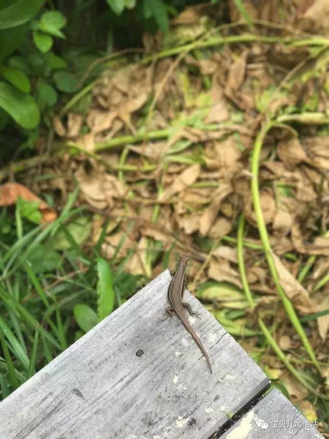 塞舌尔游记,塞舌尔埃及