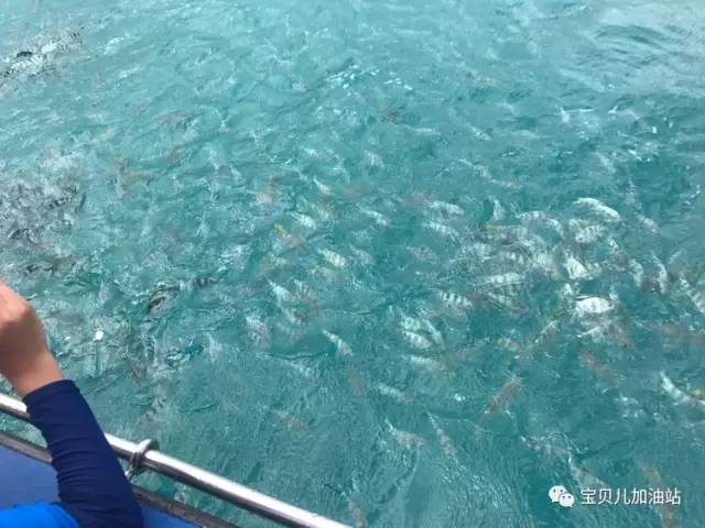 塞舌尔游记,塞舌尔埃及