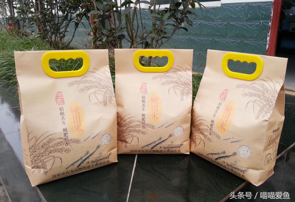 聚焦三农养殖泥鳅,泥鳅农业养殖致富项目