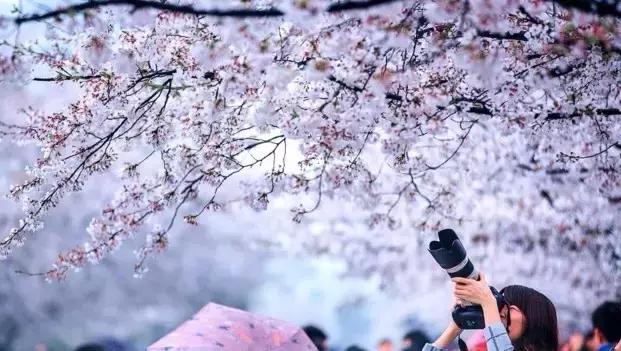 沪上樱花在哪里,沪上赏花