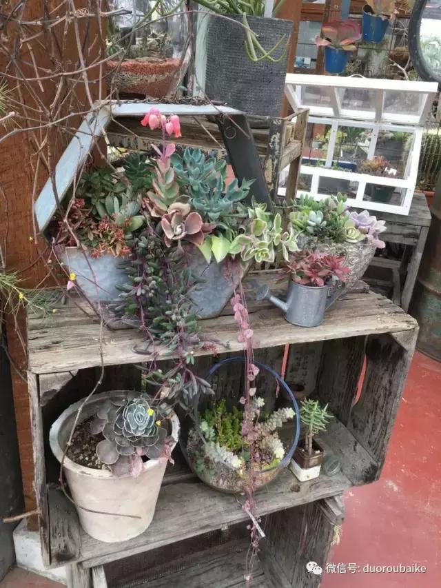 日本最好的多肉大棚,走进日本北海道