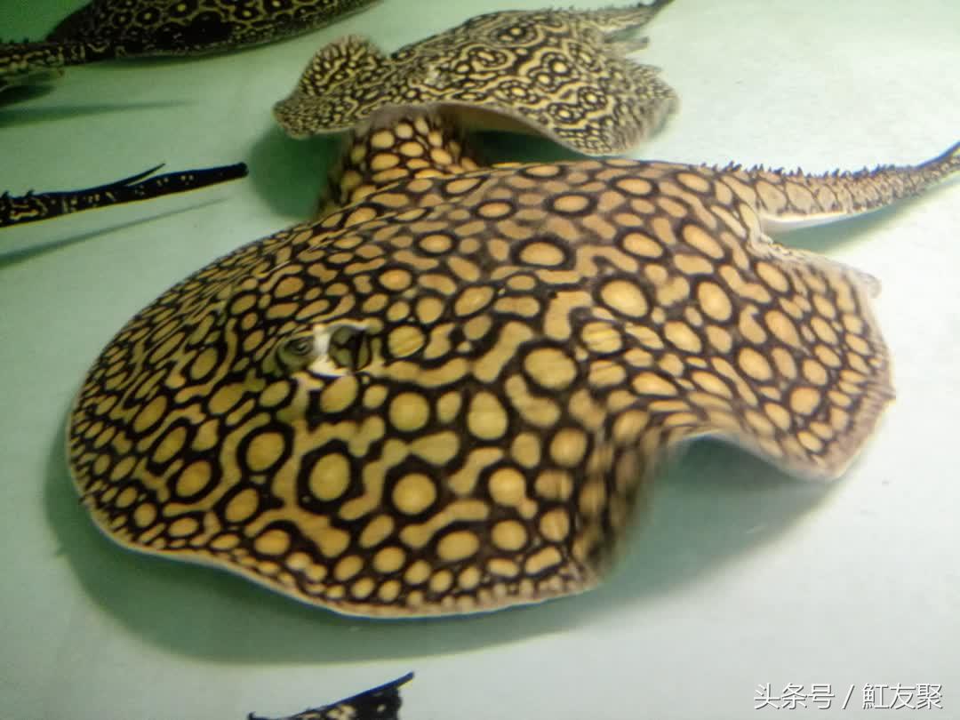 买鱼买大鱼还是鱼苗好,买鱼苗好还是买大鱼繁殖好