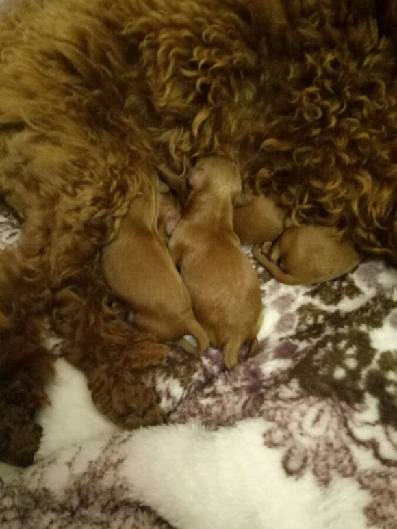 泰迪狗狗超过预产期还没生怎么办,怀孕的泰迪40天没有肚子