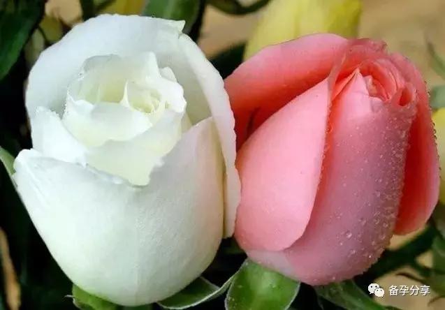 清宫图是真的假的,清宫是否属实