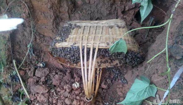 野外诱到蜂如何拿回来饲养,野蜂怎么才能消灭