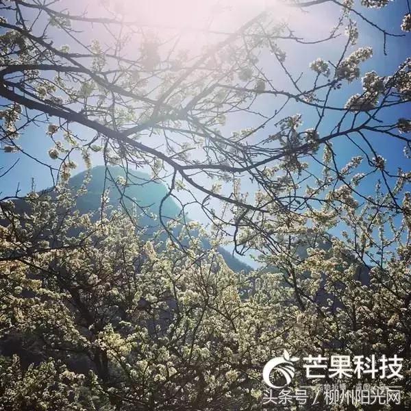 柳州美景樱花谷,柳州的花海美景