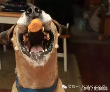 如何才能使我们的狗狗更长寿,狗狗长寿的正确方法