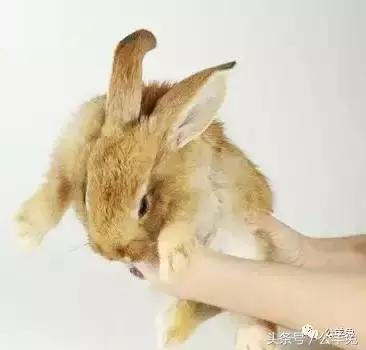 养兔技术与兔疾病防治顺序流程,养兔如何用玉米喂兔长得快视频