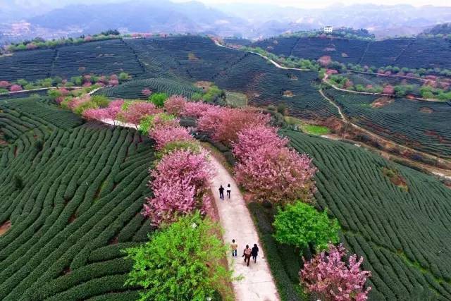 漳平茶山樱花,漳平樱花园景点