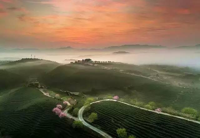 漳平茶山樱花,漳平樱花园景点