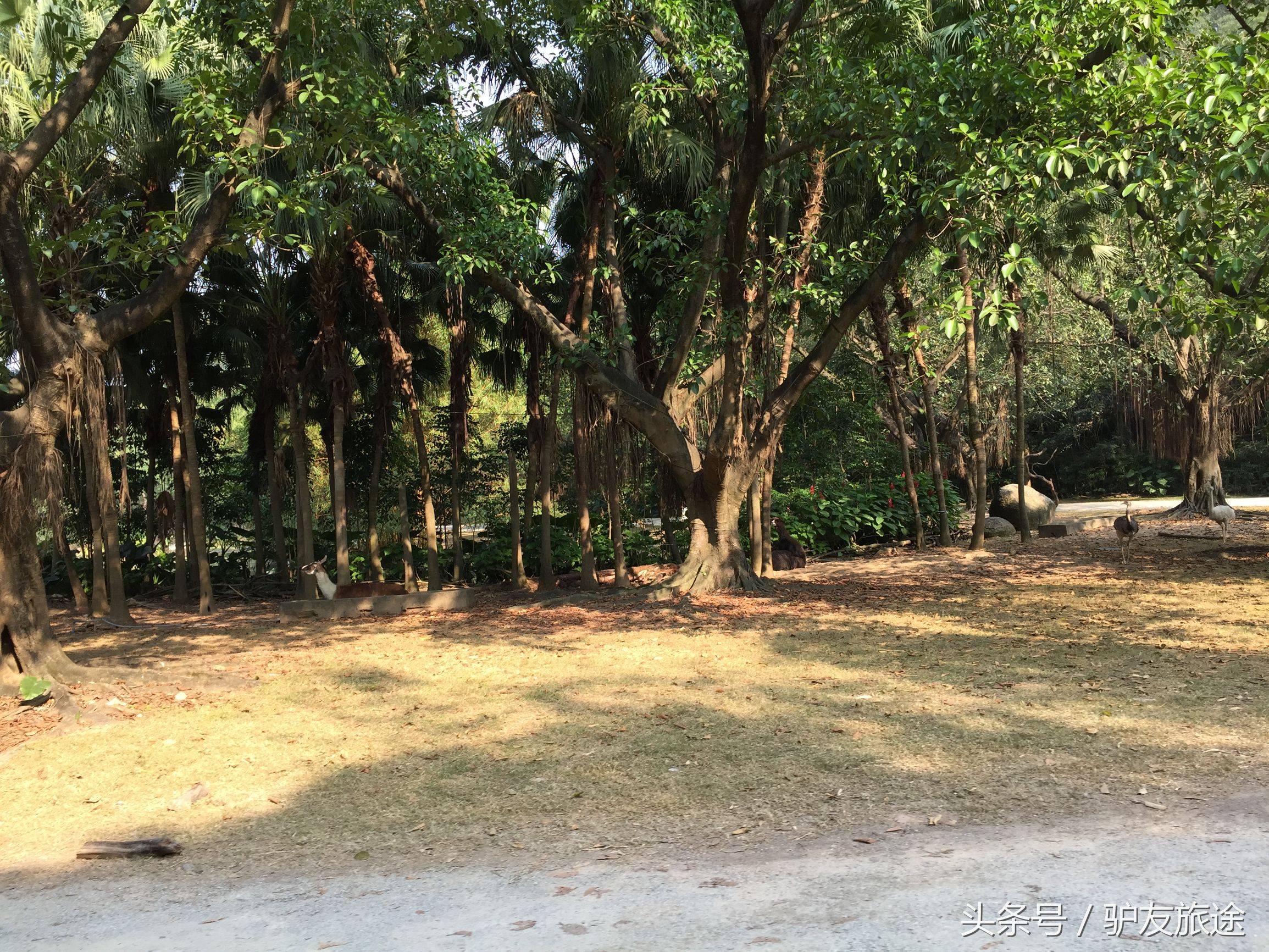 广州长隆亲子游旅行攻略,广州长隆4园2天1夜亲子游攻略