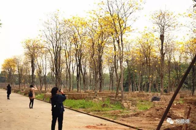 佛山哪里可以看黄花风铃木,佛山三水黄花风铃木最新视频