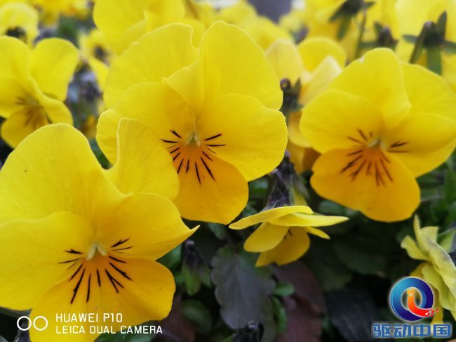 华为p10拍照怎么打开徕卡模式,华为p10之后徕卡四代是什么手机