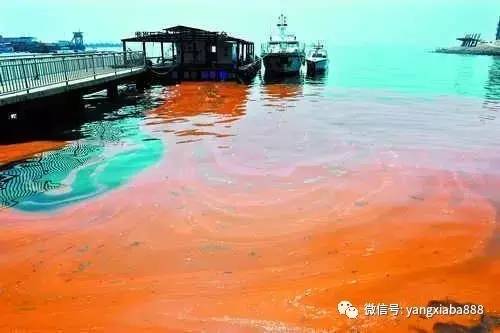 养殖塘的藻类培养技巧牢记这三点,如何提高水产养殖效益