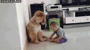 陪伴我十二年的狗狗也渐渐老去,狗狗渐渐老去