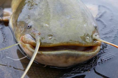 小牛喂鲸鱼奶,一天增重近两百斤!这些冷姿势,简直亮瞎眼