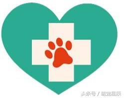 宠物医生科普狗狗,宠物医院给狗狗检查哪些