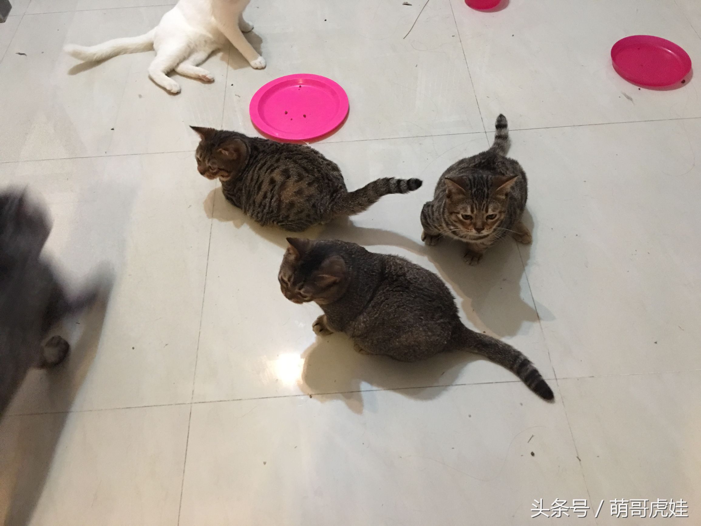 被铲屎官惊到的喵星人,喵星人在铲屎官吃饭的时候捣乱