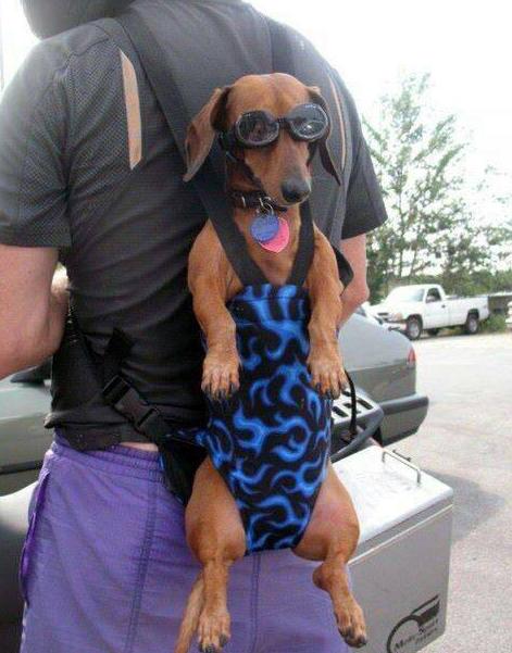 宠物常识大全书,宠物泪痕去除最好的方法