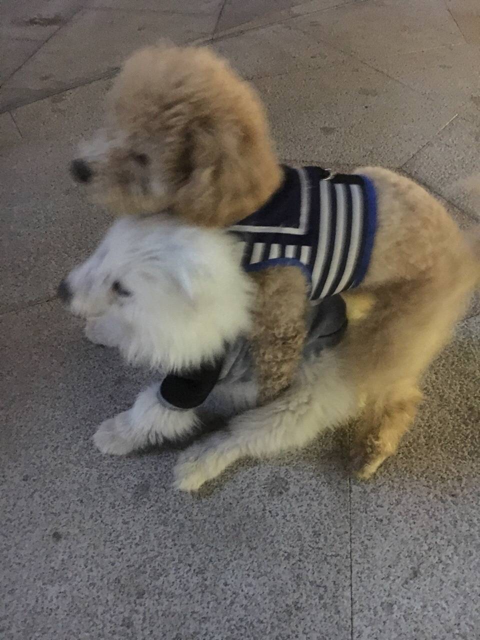 宠物常识大全书,宠物泪痕去除最好的方法