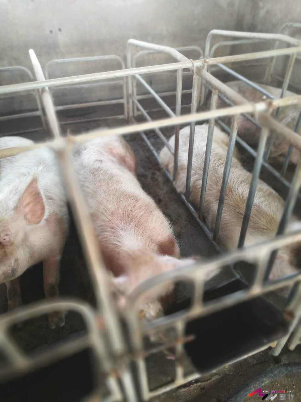 母猪发育成熟有哪些特征,母猪怎样看出该驱虫了