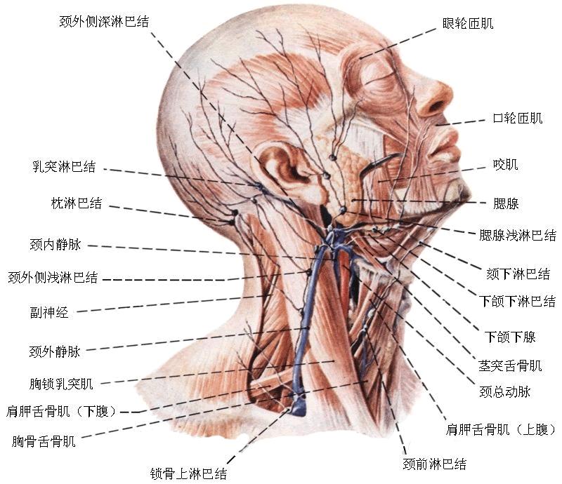 淋巴结核可以治好吗,淋巴结核能治疗痊愈吗