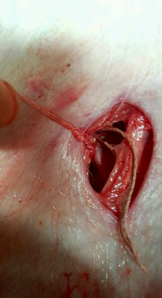 仔猪疝气怎样辨别,割仔猪疝气的正确方法