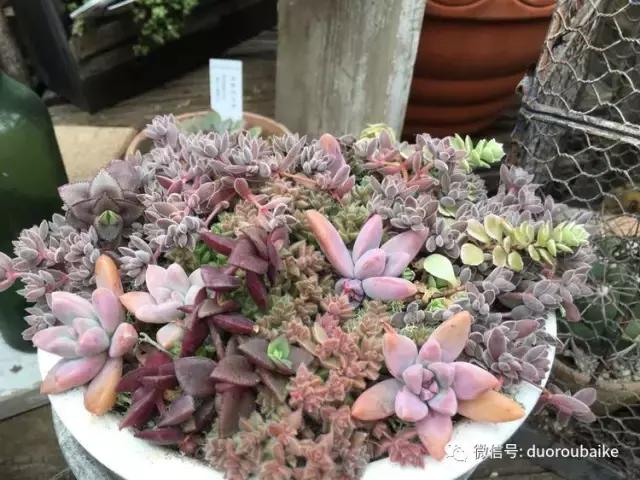 日本最好的多肉大棚,走进日本北海道