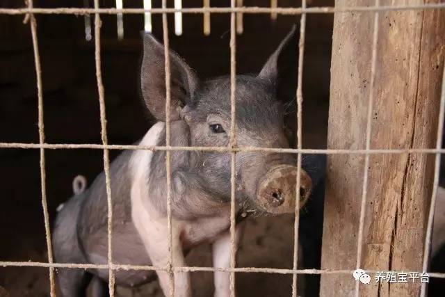 与猪的“亲密接触”要注意什么：给药、灌肠、保定、注射等