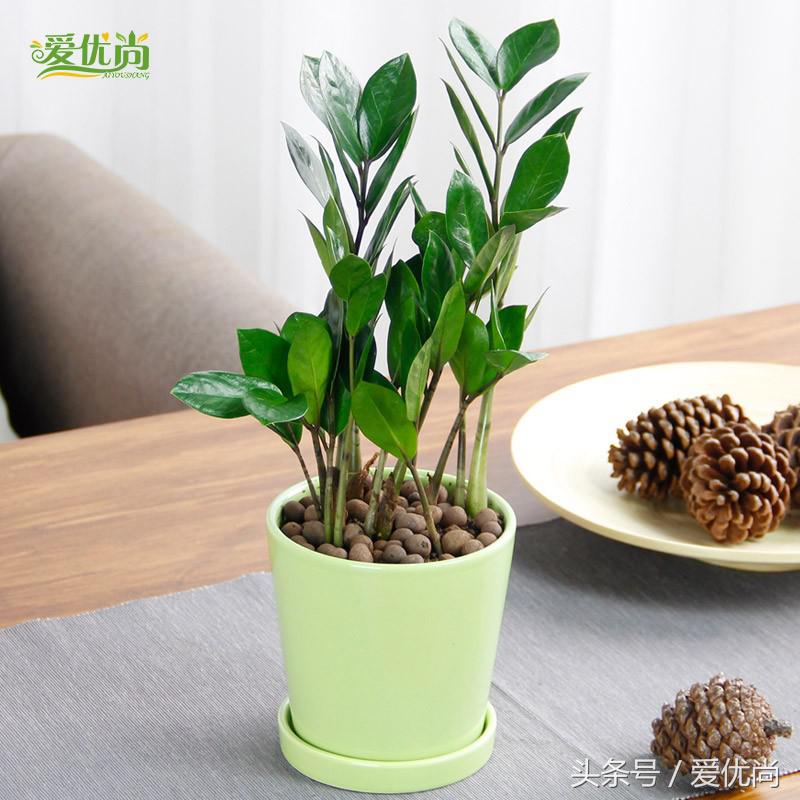 金钱树叶片发黄怎么解决,盆栽金钱树叶子黄了是什么原因