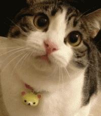 辨别假口红,容易辨别真假的口红