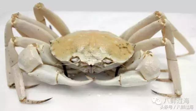 去澳大利亚你能吃到什么特色海鲜？值得收藏的吃货指南