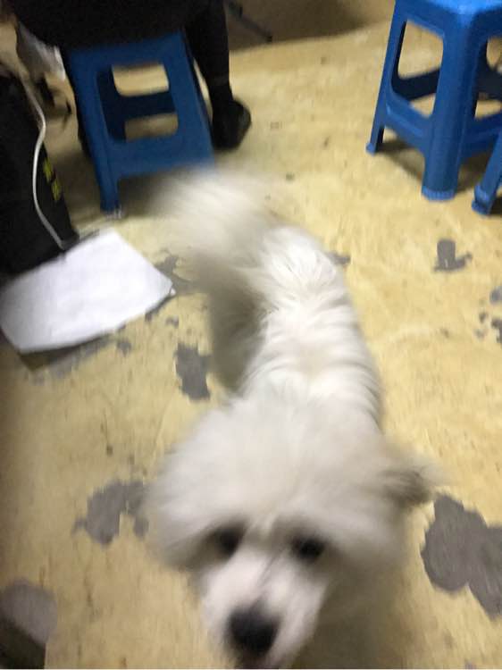 萨摩耶纯不纯怎么辨别,该怎么看萨摩耶纯不纯