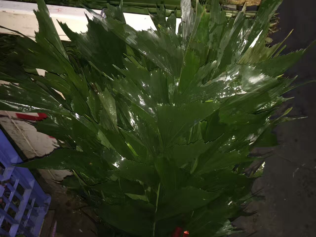 看了这些图，下次去花店你就能把花店里的花花草草叫出名字来了！