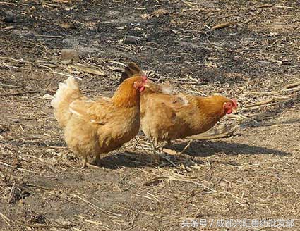 防治鸡呼吸道疾病，请补充维生素A、维生素D